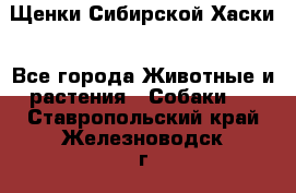 Щенки Сибирской Хаски - Все города Животные и растения » Собаки   . Ставропольский край,Железноводск г.